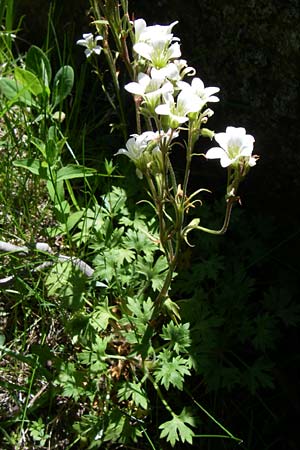 Saxifraga geranioides \ Storchschnabel-Steinbrech / Crane's-Bill Saxifrage, F Pyren&auml;en/Pyrenees, Port d'Envalira 26.6.2008