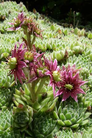 Sempervivum x giuseppii \ Giuseppis Hauswurz / Giuseppi's House-Leek, F Vogesen/Vosges, Botan. Gar.  Haut Chitelet 5.8.2008