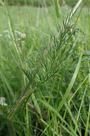 Athamanta cretensis ? \ Gewhnliche Augenwurz, Alpen-Augenwurz / Candy Carrot, F Col de la Bonette 8.7.2016