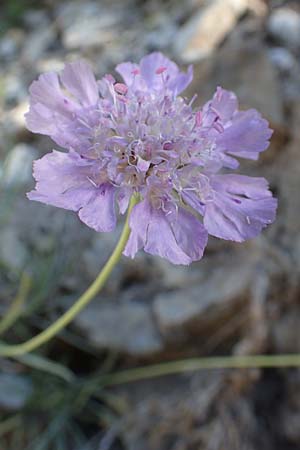 Lomelosia graminifolia \ Grasbl&auml;ttrige Skabiose / Grass-Leaved Scabious, F Gorges du Bachelard 9.7.2016