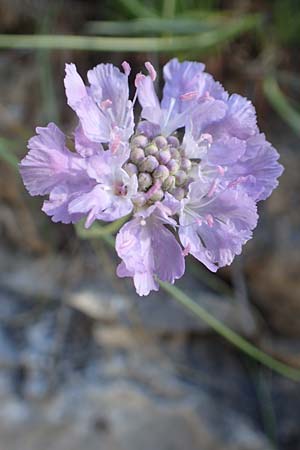 Lomelosia graminifolia \ Grasbl&auml;ttrige Skabiose / Grass-Leaved Scabious, F Gorges du Bachelard 9.7.2016