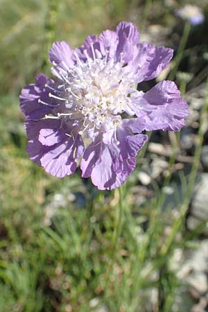 Lomelosia graminifolia \ Grasbl&auml;ttrige Skabiose / Grass-Leaved Scabious, F Gorges du Bachelard 9.7.2016