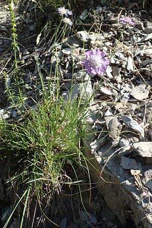 Lomelosia graminifolia \ Grasbl&auml;ttrige Skabiose / Grass-Leaved Scabious, F Gorges du Bachelard 9.7.2016