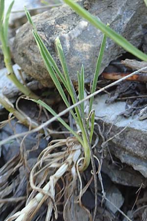 Lomelosia graminifolia \ Grasbl&auml;ttrige Skabiose / Grass-Leaved Scabious, F Gorges du Bachelard 9.7.2016