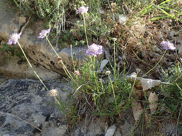 Lomelosia graminifolia \ Grasbl&auml;ttrige Skabiose / Grass-Leaved Scabious, F Gorges du Bachelard 9.7.2016