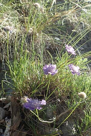 Lomelosia graminifolia \ Grasbl&auml;ttrige Skabiose / Grass-Leaved Scabious, F Gorges du Bachelard 9.7.2016