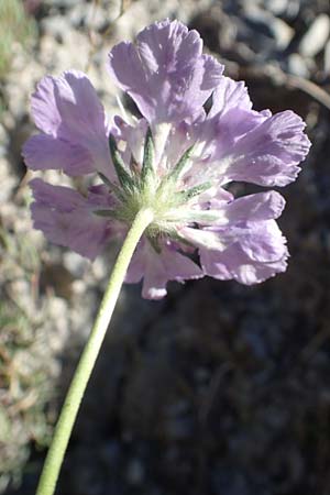 Lomelosia graminifolia \ Grasbl&auml;ttrige Skabiose / Grass-Leaved Scabious, F Gorges du Bachelard 9.7.2016