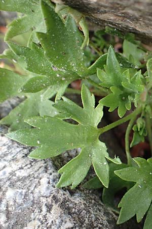 Saxifraga geranioides \ Storchschnabel-Steinbrech / Crane's-Bill Saxifrage, F Pyren&auml;en/Pyrenees, Canigou 24.7.2018