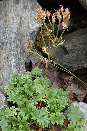 Saxifraga geranioides \ Storchschnabel-Steinbrech / Crane's-Bill Saxifrage, F Pyren&auml;en/Pyrenees, Canigou 24.7.2018