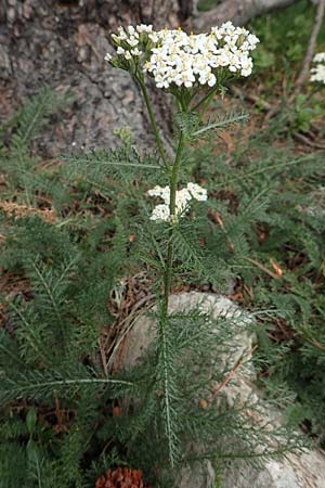 Achillea millefolium agg. \ Gemeine Schafgarbe / Yarrow, F Pyrenäen/Pyrenees, Col de Mantet 28.7.2018