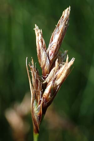 Carex divisa \ Geteilte Segge / Divided Sedge, Separated Sedge, F Camargue,  Salin-de-Giraud 3.5.2023