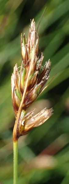 Carex divisa \ Geteilte Segge / Divided Sedge, Separated Sedge, F Camargue,  Salin-de-Giraud 3.5.2023