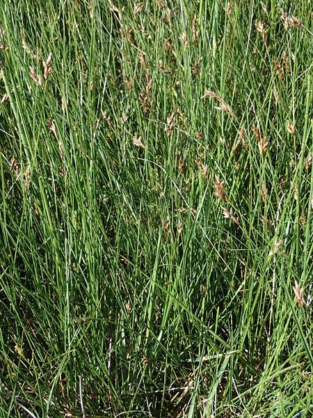 Carex divisa \ Geteilte Segge / Divided Sedge, Separated Sedge, F Camargue,  Salin-de-Giraud 3.5.2023