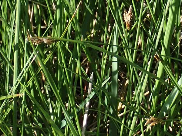 Carex divisa \ Geteilte Segge / Divided Sedge, Separated Sedge, F Camargue,  Salin-de-Giraud 3.5.2023