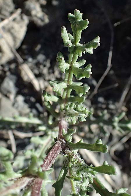 Senecio gallicus \ Franzsisches Greiskraut / Southern Ragwort, French Groundsel, F Remollon 15.3.2024