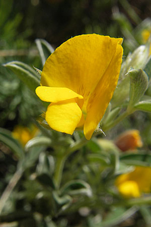 Argyrolobium zanonii \ Silberklee, Silberh�lse / Silverleaf, F Le Rozier (Tarn) 28.5.2009
