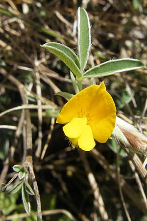 Argyrolobium zanonii \ Silberklee, Silberh�lse / Silverleaf, F Le Rozier (Tarn) 28.5.2009