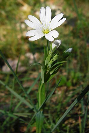 Stellaria holostea \ Groe Sternmiere / Greater Stitchwort, F Schweighouse-sur-Moder 18.4.2015