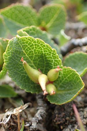 Salix herbacea \ Kraut-Weide / Dwarf Willow, Snowbed Willow, F Col de la Bonette 8.7.2016