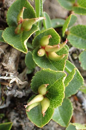 Salix herbacea \ Kraut-Weide / Dwarf Willow, Snowbed Willow, F Col de la Bonette 8.7.2016