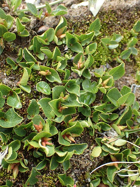 Salix herbacea \ Kraut-Weide / Dwarf Willow, Snowbed Willow, F Col de la Bonette 8.7.2016