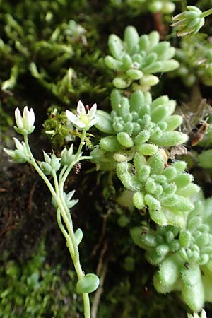 Sedum hirsutum \ Behaarter Mauerpfeffer / Hairy Stonecrop, F Pyren&auml;en/Pyrenees, Saint-Martin du Canigou 25.7.2018