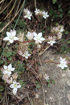 Sedum hirsutum \ Behaarter Mauerpfeffer / Hairy Stonecrop, F Pyren&auml;en/Pyrenees, Col de Mantet 28.7.2018