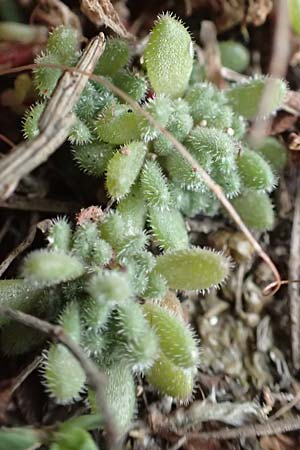 Sedum hirsutum \ Behaarter Mauerpfeffer / Hairy Stonecrop, F Pyren&auml;en/Pyrenees, Col de Mantet 28.7.2018