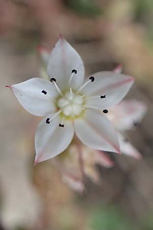 Sedum hirsutum \ Behaarter Mauerpfeffer / Hairy Stonecrop, F Pyren&auml;en/Pyrenees, Col de Mantet 28.7.2018