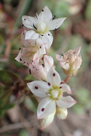 Sedum hirsutum \ Behaarter Mauerpfeffer / Hairy Stonecrop, F Pyren&auml;en/Pyrenees, Col de Mantet 28.7.2018
