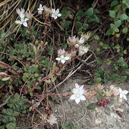 Sedum hirsutum \ Behaarter Mauerpfeffer / Hairy Stonecrop, F Pyren&auml;en/Pyrenees, Col de Mantet 28.7.2018