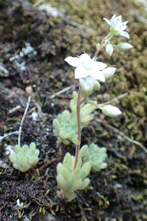 Sedum hirsutum \ Behaarter Mauerpfeffer / Hairy Stonecrop, F Pyren&auml;en/Pyrenees, Caranca - Schlucht / Gorge 30.7.2018