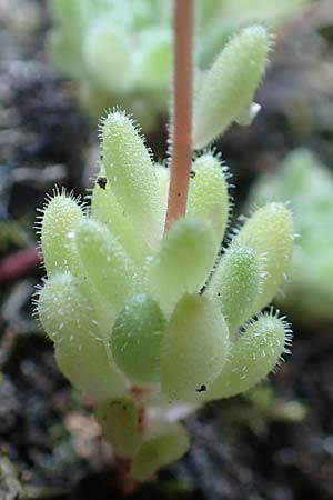 Sedum hirsutum \ Behaarter Mauerpfeffer / Hairy Stonecrop, F Pyren&auml;en/Pyrenees, Caranca - Schlucht / Gorge 30.7.2018