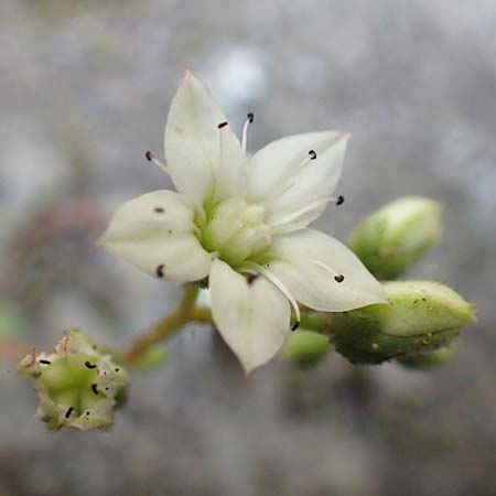 Sedum hirsutum \ Behaarter Mauerpfeffer / Hairy Stonecrop, F Pyren&auml;en/Pyrenees, Caranca - Schlucht / Gorge 30.7.2018