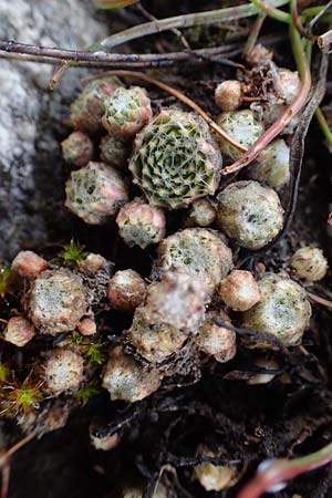 Sempervivum arachnoideum \ Spinnweb-Hauswurz / Cobweb House-Leek, F Bonneval-sur-Arc 6.10.2021