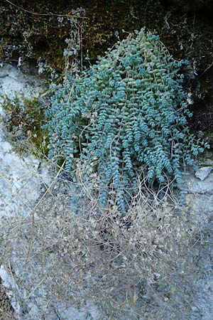 Sedum dasyphyllum \ Dickblttriger Mauerpfeffer / Corsian Stonecrop, F Blieux 6.10.2021