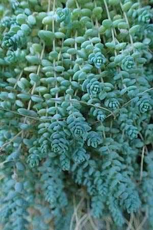 Sedum dasyphyllum \ Dickblttriger Mauerpfeffer / Corsian Stonecrop, F Blieux 6.10.2021