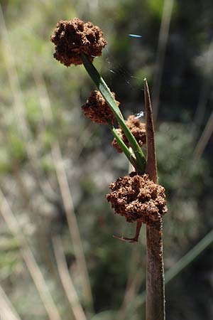 Scirpoides holoschoenus \ Kugelbinse / Round-Headed Club-Rush, F La Turbie 7.10.2021