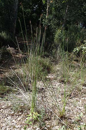Scirpoides holoschoenus \ Kugelbinse / Round-Headed Club-Rush, F Maures, La Garde Freinet 8.10.2021