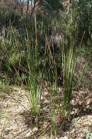 Scirpoides holoschoenus \ Kugelbinse / Round-Headed Club-Rush, F Maures, La Garde Freinet 8.10.2021