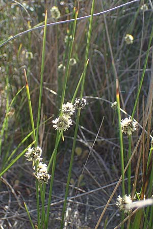 Scirpoides holoschoenus \ Kugelbinse / Round-Headed Club-Rush, F Camargue,  Salin-de-Giraud 3.5.2023