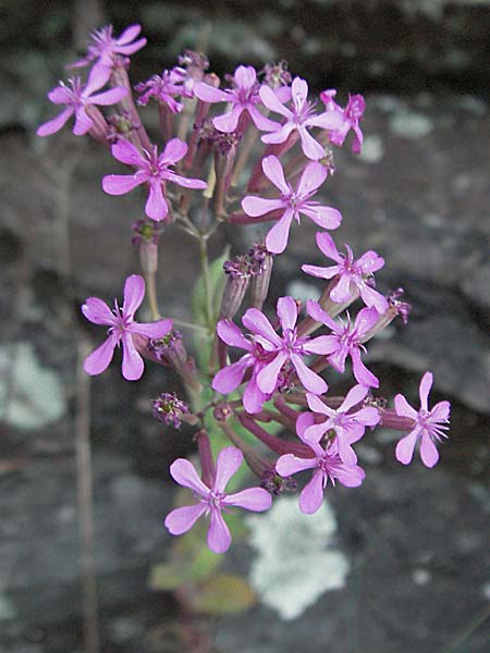 Silene armeria \ Nelken-Leimkraut / Sweet-William Campion, F Valleraugue 8.6.2006