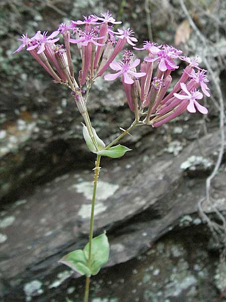 Silene armeria \ Nelken-Leimkraut / Sweet-William Campion, F Valleraugue 8.6.2006