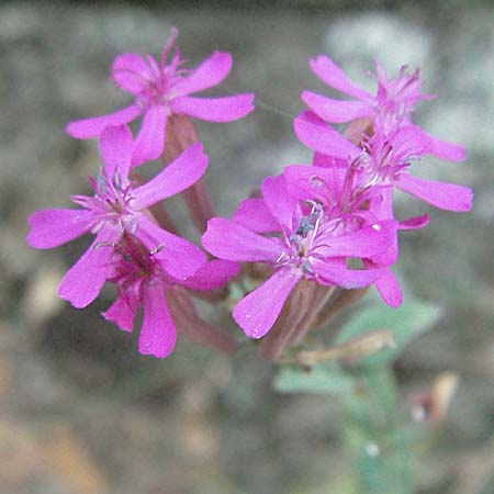 Silene armeria \ Nelken-Leimkraut / Sweet-William Campion, F Valleraugue 8.6.2006