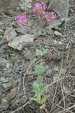 Silene armeria \ Nelken-Leimkraut / Sweet-William Campion, F Valleraugue 8.6.2006
