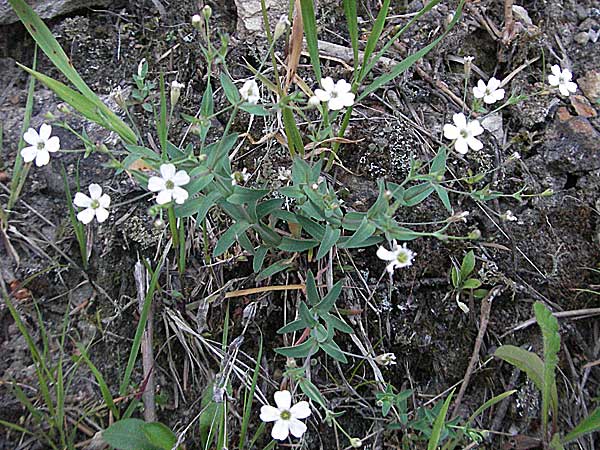 Silene rupestris \ Felsen-Leimkraut / Rock Campion, F Allevard 11.6.2006