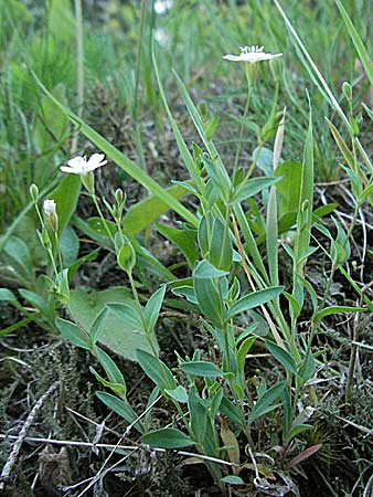 Silene rupestris \ Felsen-Leimkraut / Rock Campion, F Allevard 11.6.2006