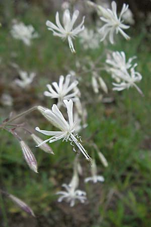 Silene nutans \ Nickendes Leimkraut / Nottingham Catchfly, F Allevard 11.6.2006