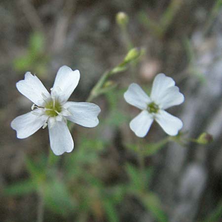 Silene rupestris \ Felsen-Leimkraut / Rock Campion, F Allevard 11.6.2006