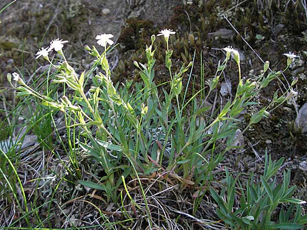 Silene rupestris \ Felsen-Leimkraut / Rock Campion, F Allevard 11.6.2006